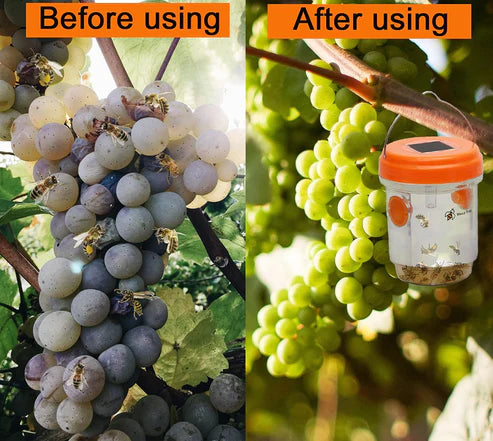 Solar-Powered Wasp Trap